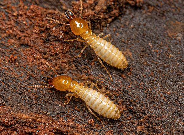 Termites